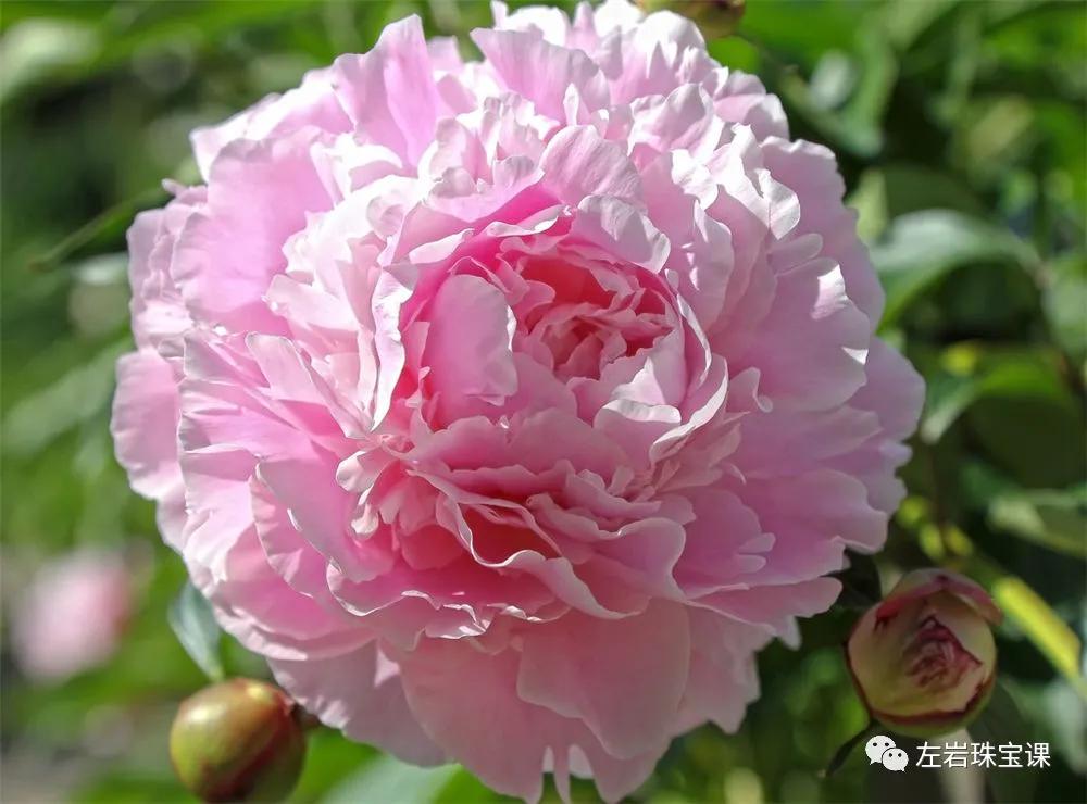 左岩珠宝红绳,左岩珠宝质量