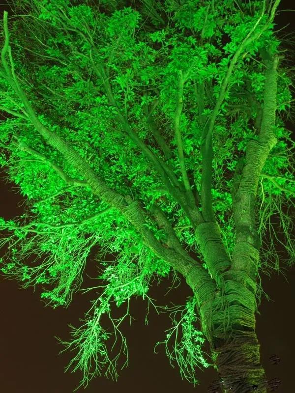 大自然中树有哪些秘密呢,神奇的大自然神奇的树