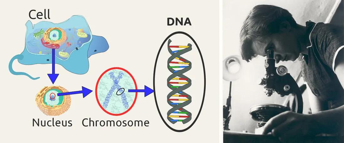 历史上女性发明的东西,历史上原本为男人发明的东西