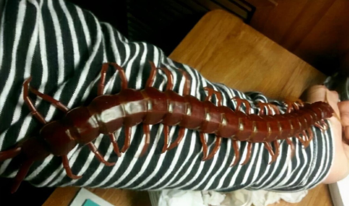 蜈蚣毒性与蜈蚣大小有关吗,巨型蜈蚣和普通蜈蚣哪个毒