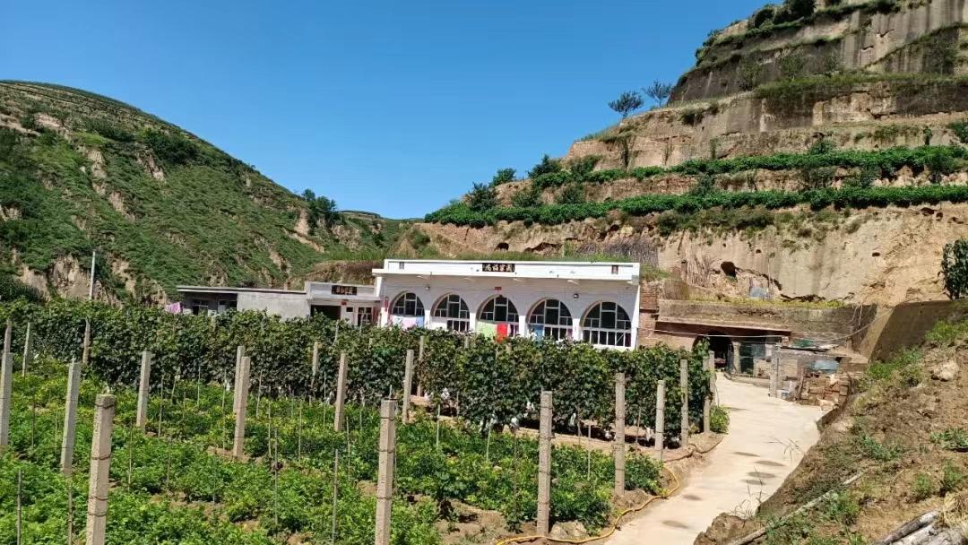 陕西关中种植致富项目,庭院经济实现群众增收