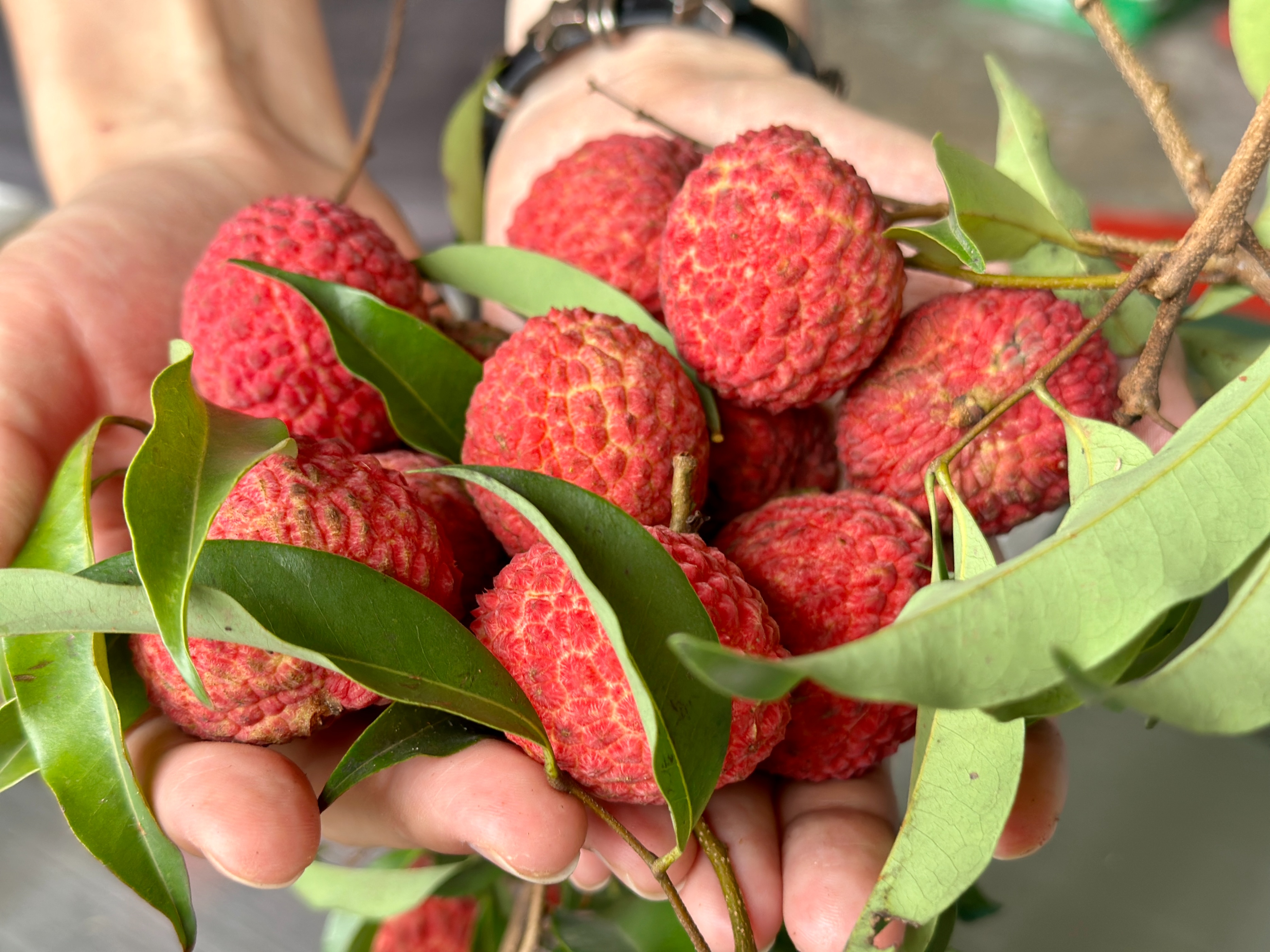 东莞美食和地标简介及特点,东莞的美食历史文化