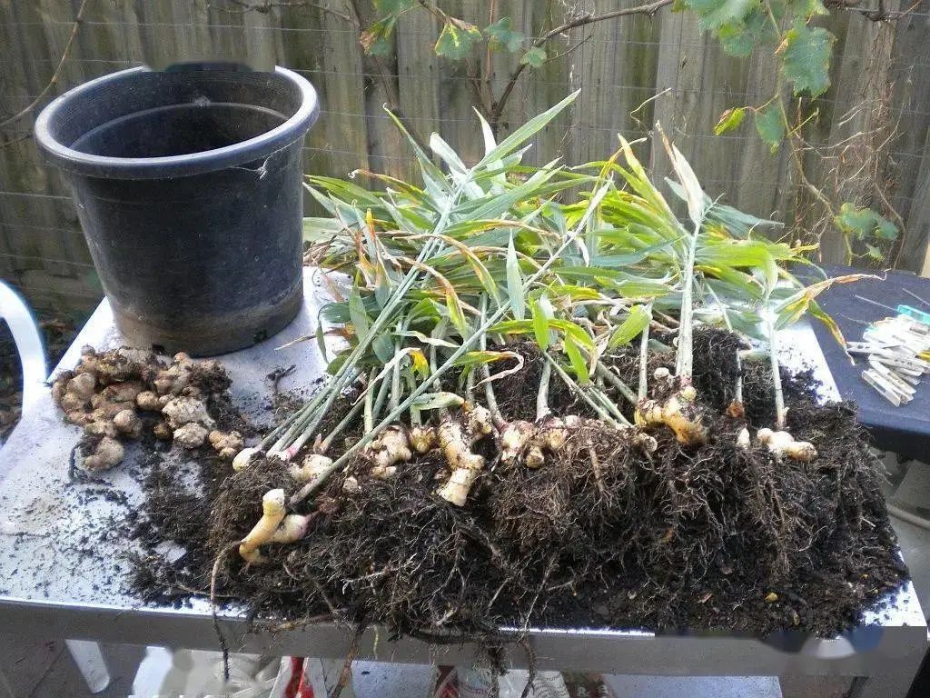 如何一年四季种盆栽生姜,盆栽生姜和种地里的生姜