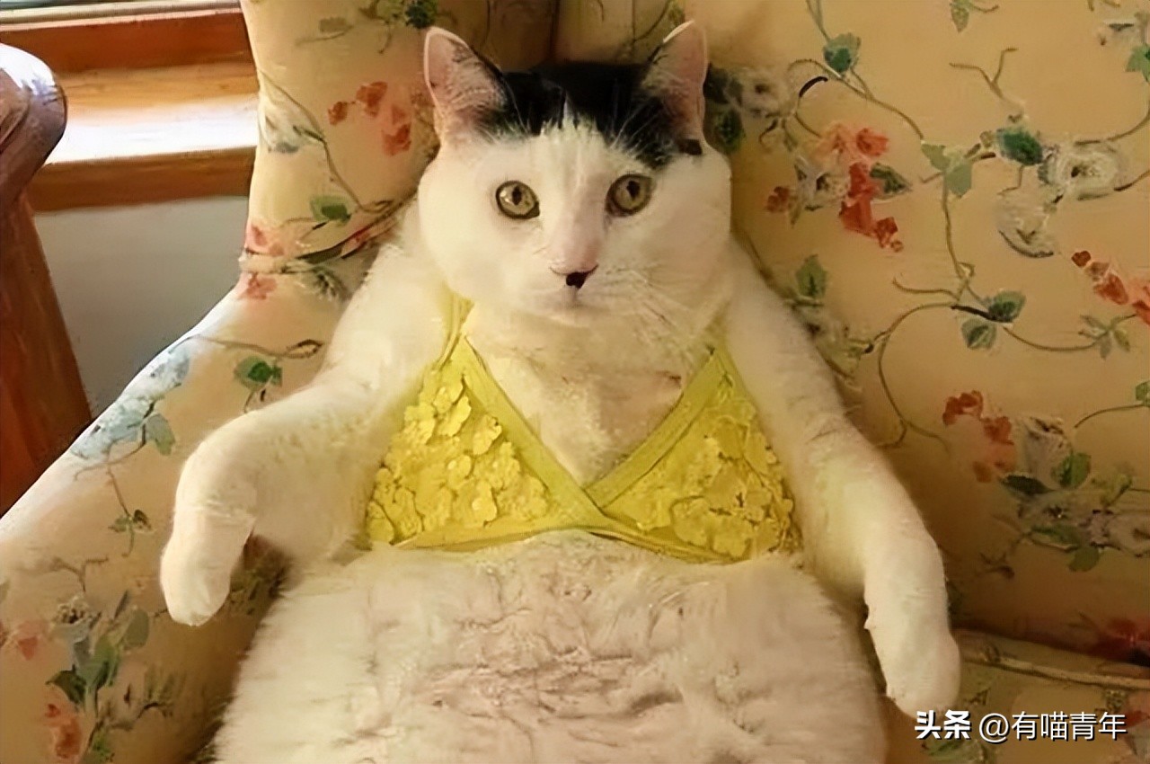 猫咪怎么看是女猫还是男猫,猫咪性别辨认