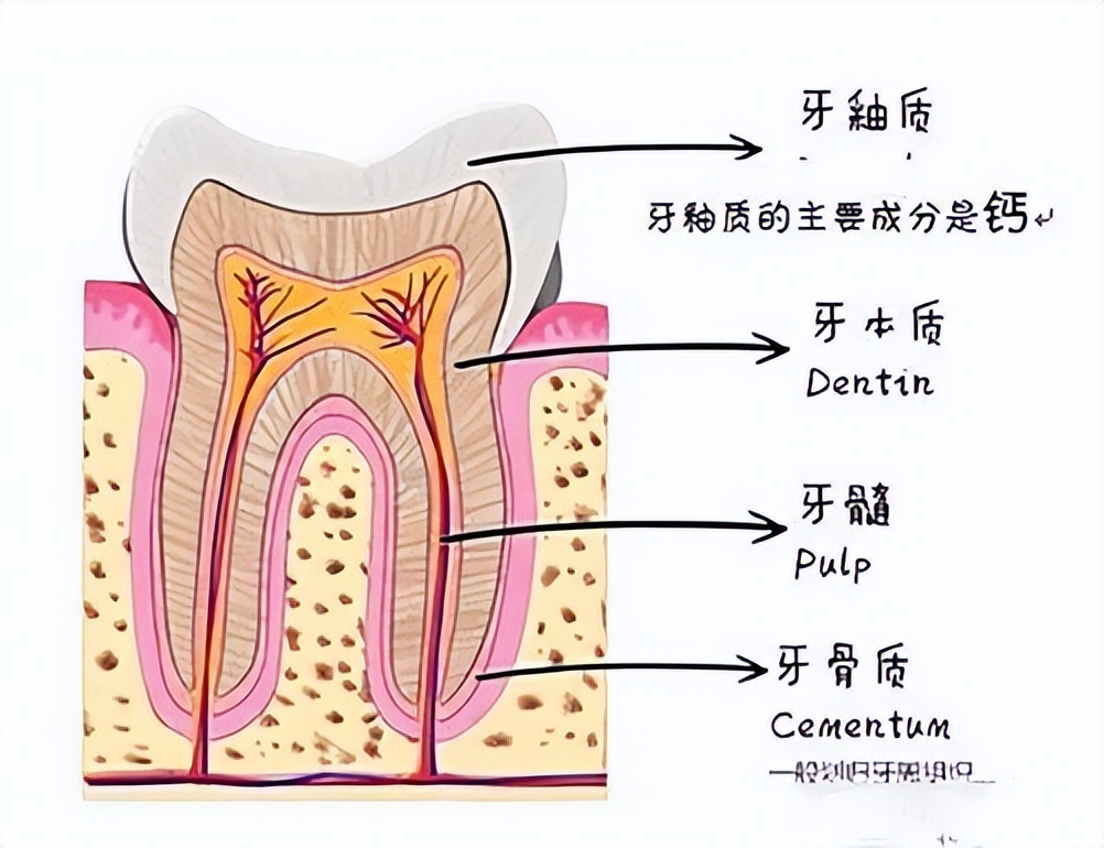 电动牙刷一定比手动牙刷好吗,电动牙刷和手动牙刷哪个效果更好