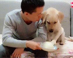 狗狗不进食吃什么药,狗狗不进食的4大原因和解决办法