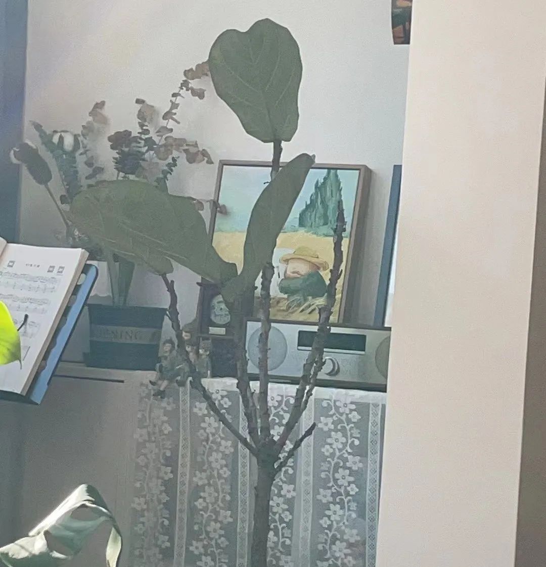 那些网红造假的后果 (造假的网红是真的吗)