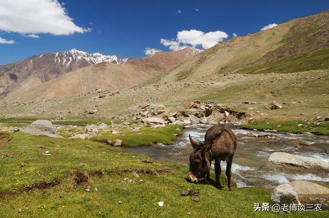 狼吃羊牧羊犬会怎么办,牧羊犬死战狼群保护羊
