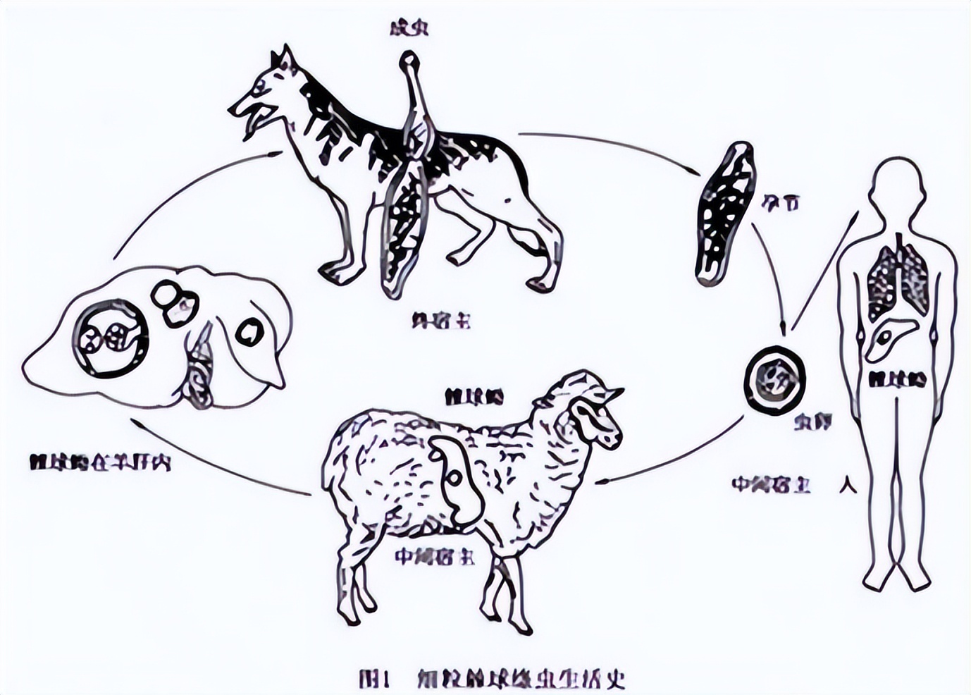 患虫癌的花季少女怎么样了,二十岁女孩患虫癌