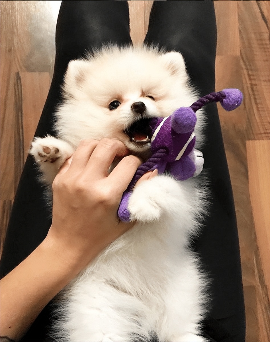 这六种富贵狗谁养谁发财,什么狗最好养又听话命长