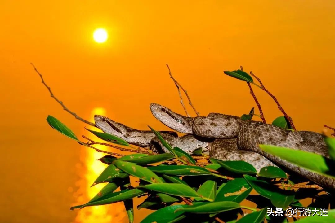 大连世界遗产景区,大连世界文化遗产有几个