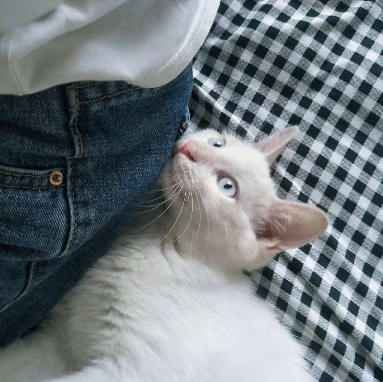 为什么养了猫之后谈恋爱好难 (养猫可以走出分手的伤心吗)