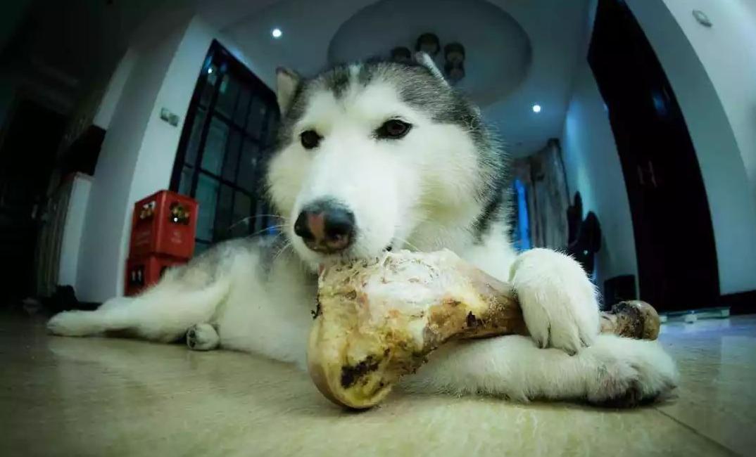 狗狗都有哪些常见的品种,狗狗品种大全常见的9大犬种