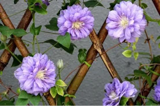 百花种类大全,百花的种类有哪些