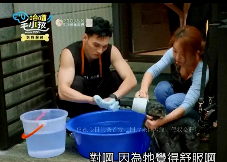 台综女星给狗洗澡，却被频繁拍胸部，画面多次走光，网友：故意的