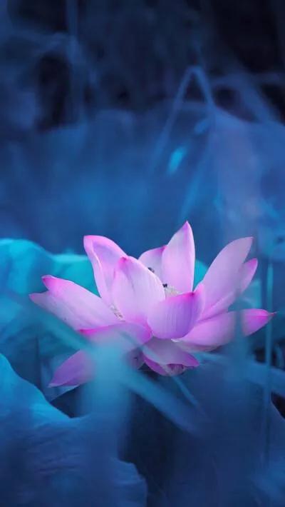 漂亮美丽的荷花壁纸,雨中荷花壁纸荣盛城