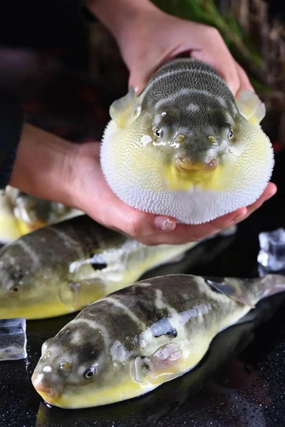 鱼类菜肴大全,鱼类食材大全