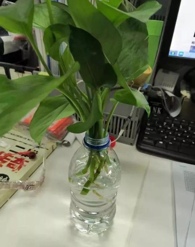 教你扦插大法扦插什么植物都能活,扦插小技巧栽培小妙招