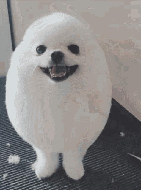 表情包们打起来了！快看肌肉萌宠们的魔性沙雕格斗