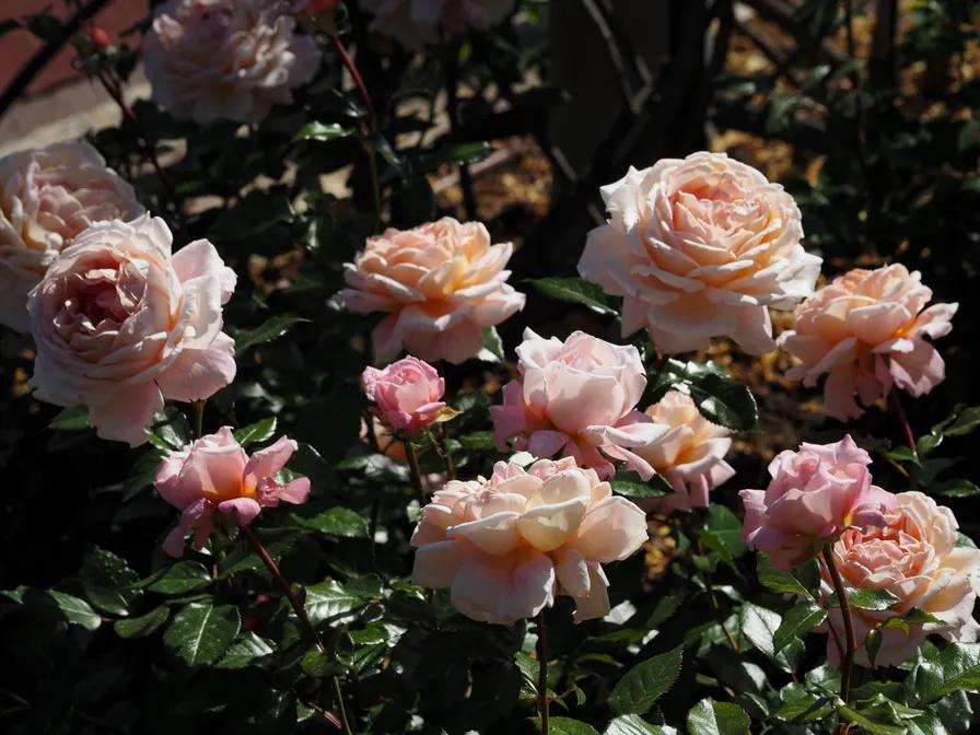 公爵夫人路易斯（GrandeDuchesseLouise），辛辣香水SpicyParfuma