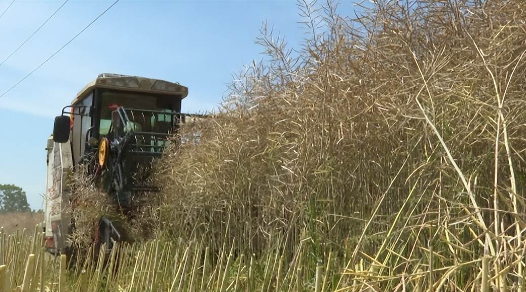 农田集约化管理,农田发展新模式