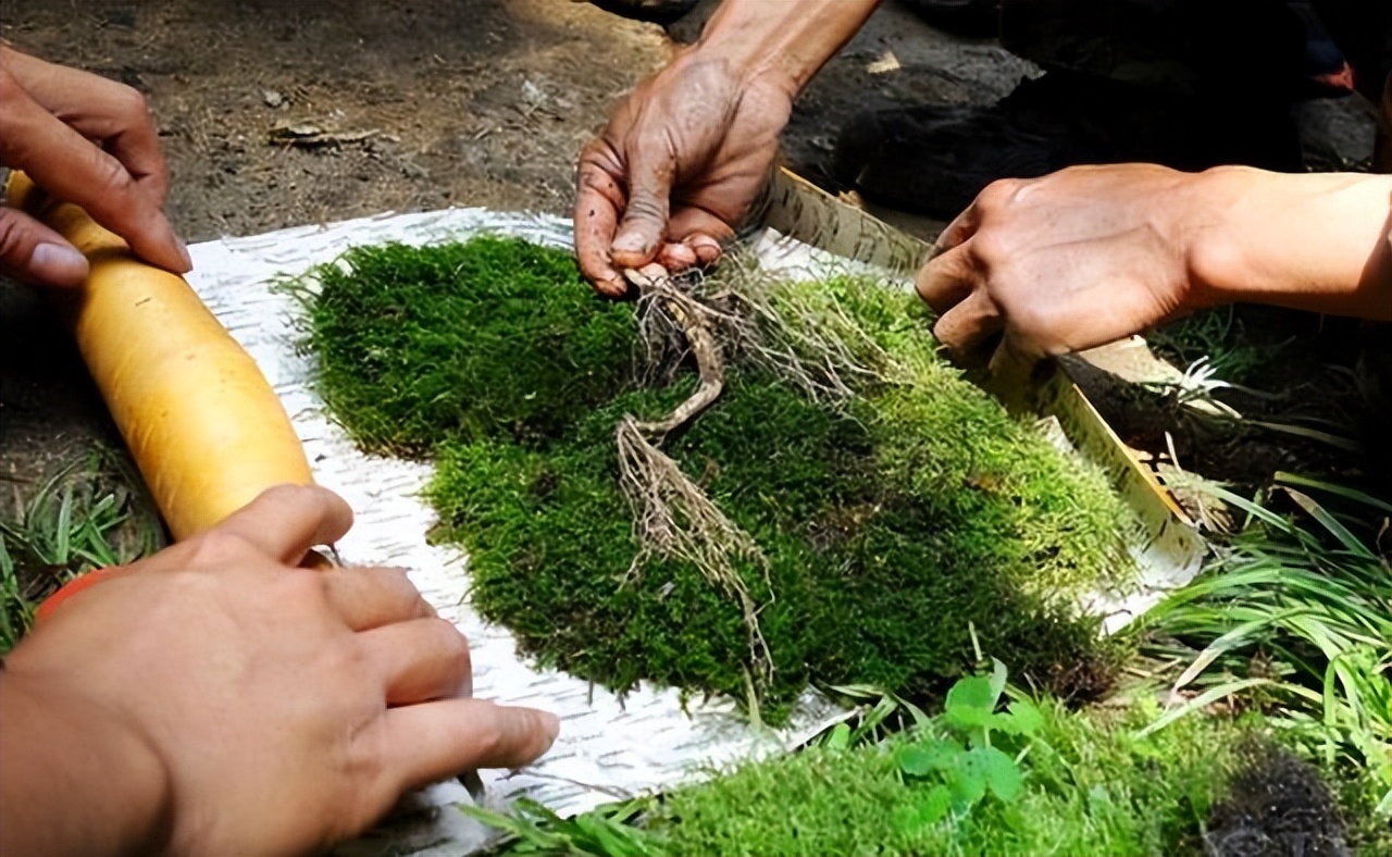 长白山的剧毒植物,长白山山里常见的有毒植物
