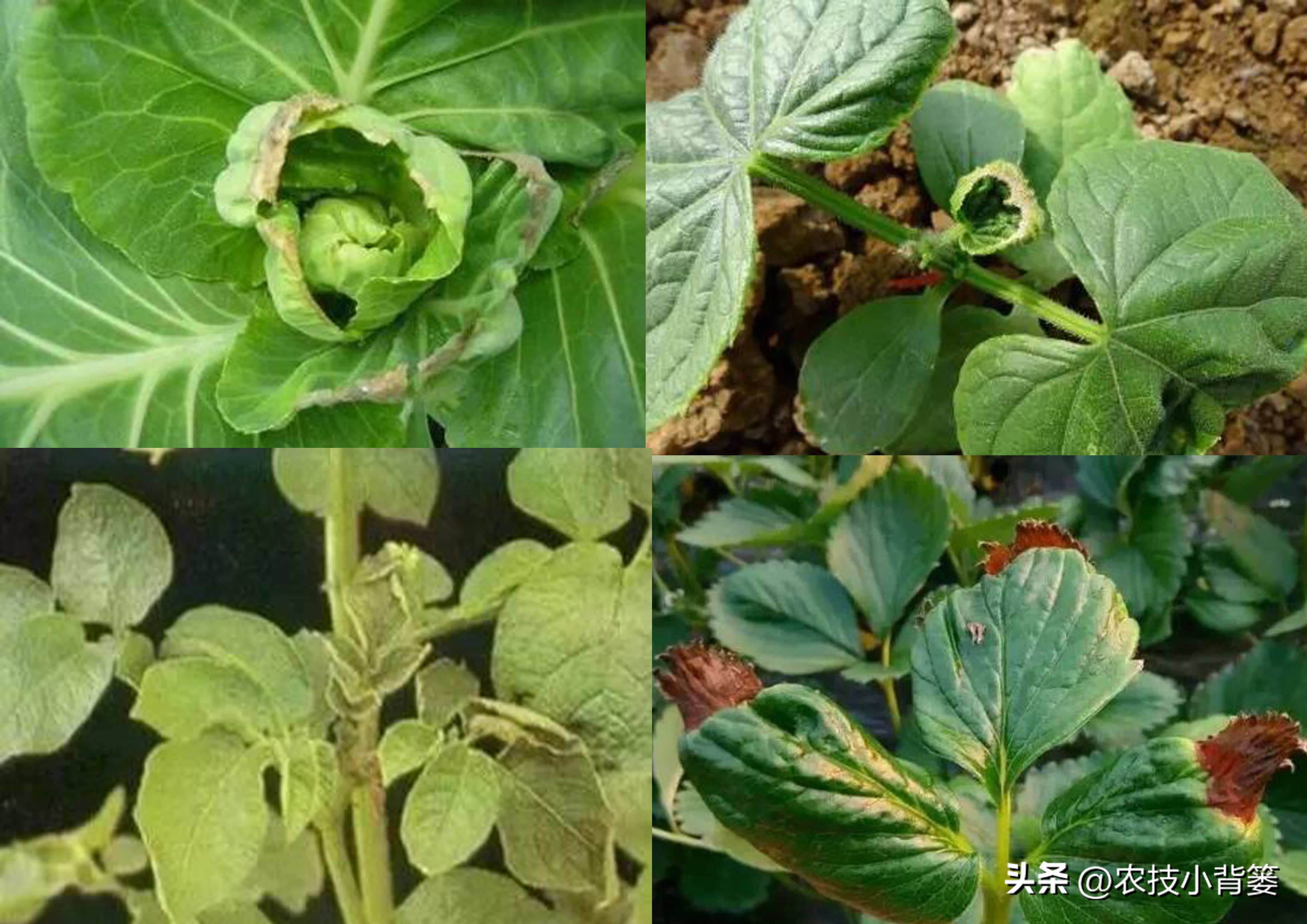 果树缺钙吃什么钙肥好,哪种肥料容易引起钙流失