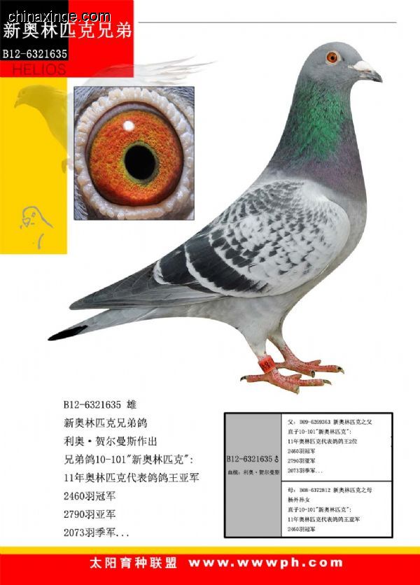 善良比利时莫里斯,比利时速度狂魔