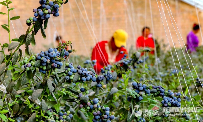 伽师县蓝莓熟了吗,喀什地区伽师县蓝莓