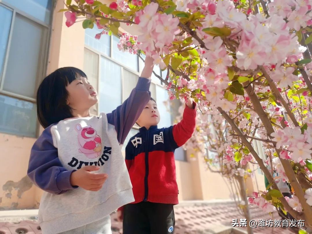 美！潍坊校园春景强势来袭