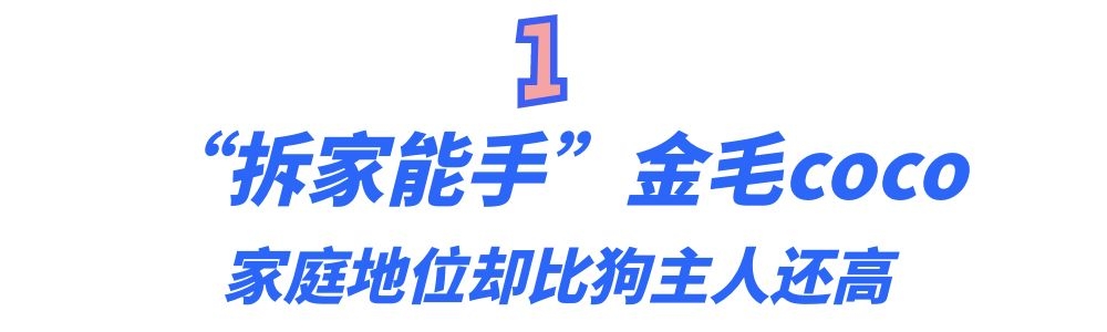 网红金毛coco到底是得了什么病,金毛coco离世原视频