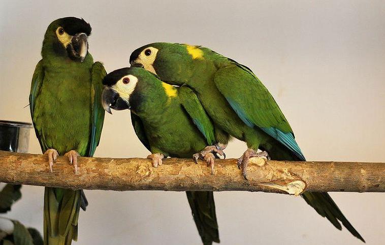 金刚鹦鹉有哪些品种,十大金刚鹦鹉品种