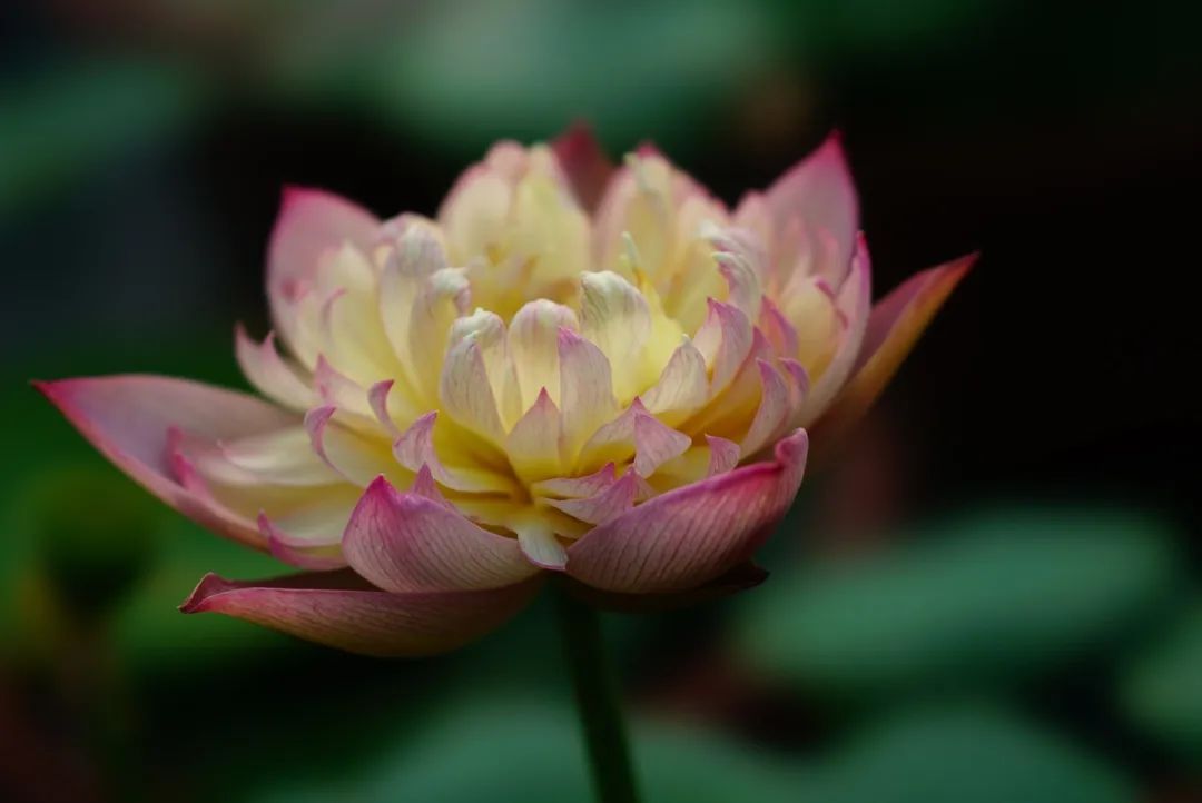 绝美的荷花品种大全图集,超好看荷花品种大型荷花