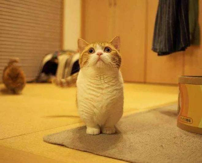 5种“香水猫”，身上自带体香，一只比一只香，多养几只香满屋