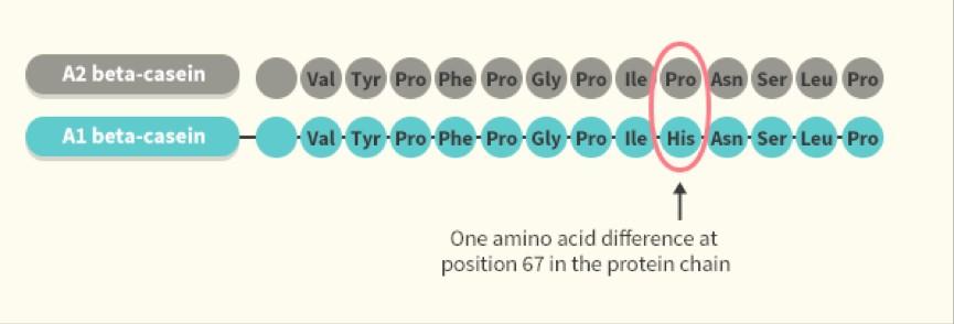 1分钟了解胶原蛋白肽,一分钟了解胶原蛋白