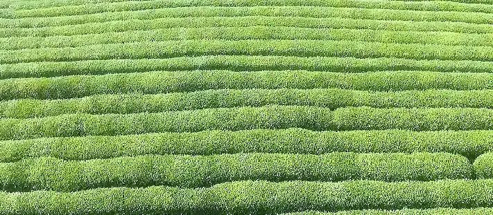 湖北有哪些红茶,湖北最受欢迎红茶