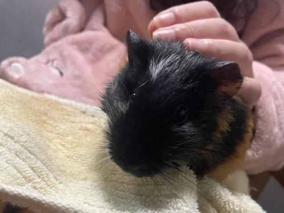 刚出生的荷兰猪怎么去照顾它,怀孕的荷兰猪要单独养吗