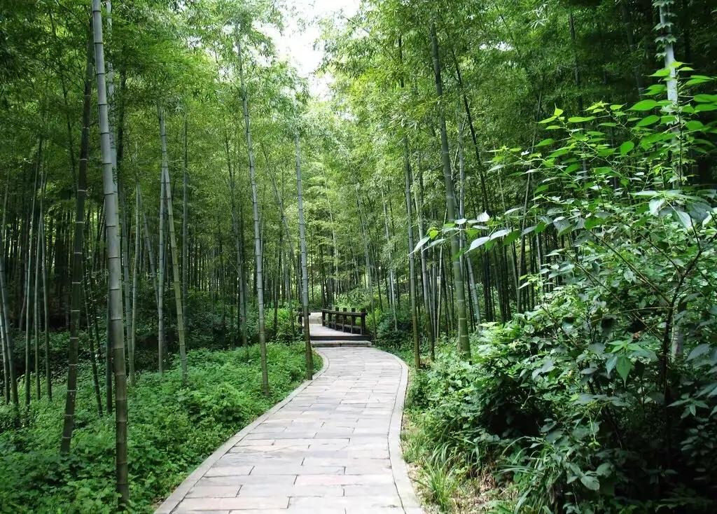 竹五绝诗,古诗五绝竹