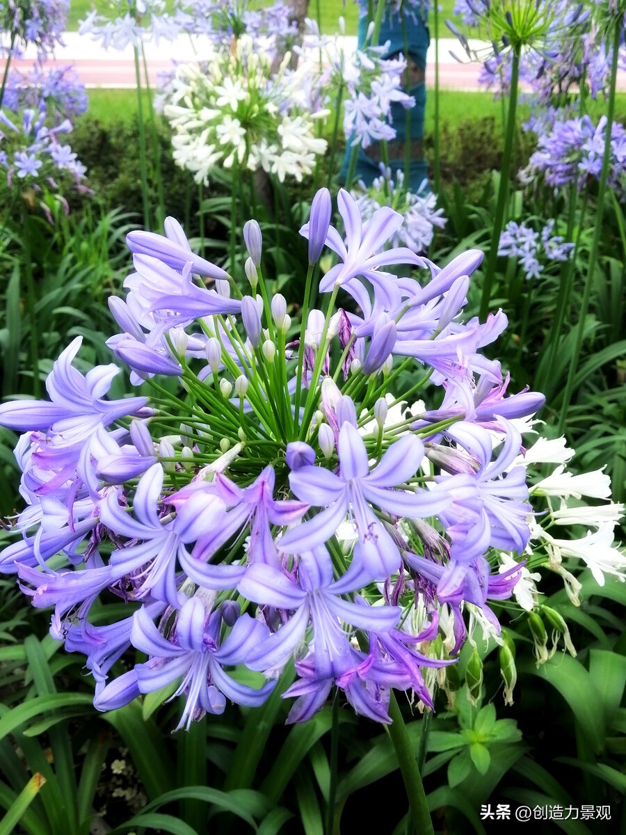 夏季好养的花卉有哪些,夏季的常见花卉有哪些