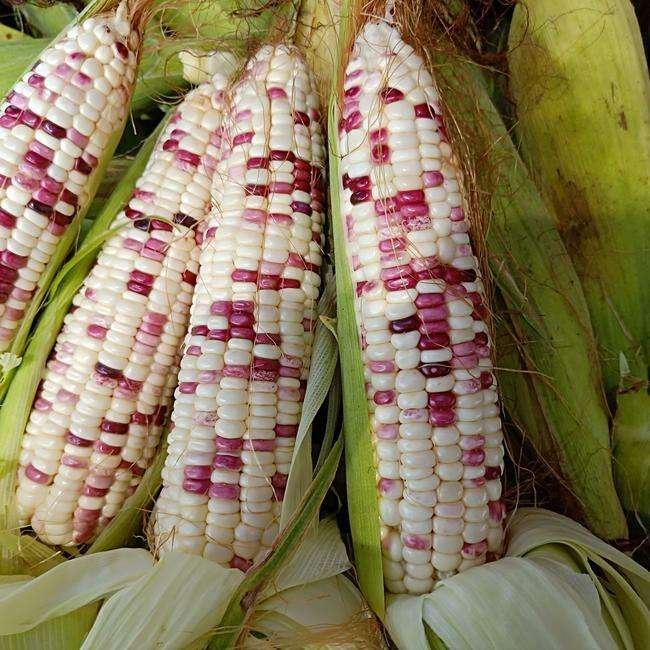 花糯玉米型号对比图,花糯玉米软糯香甜