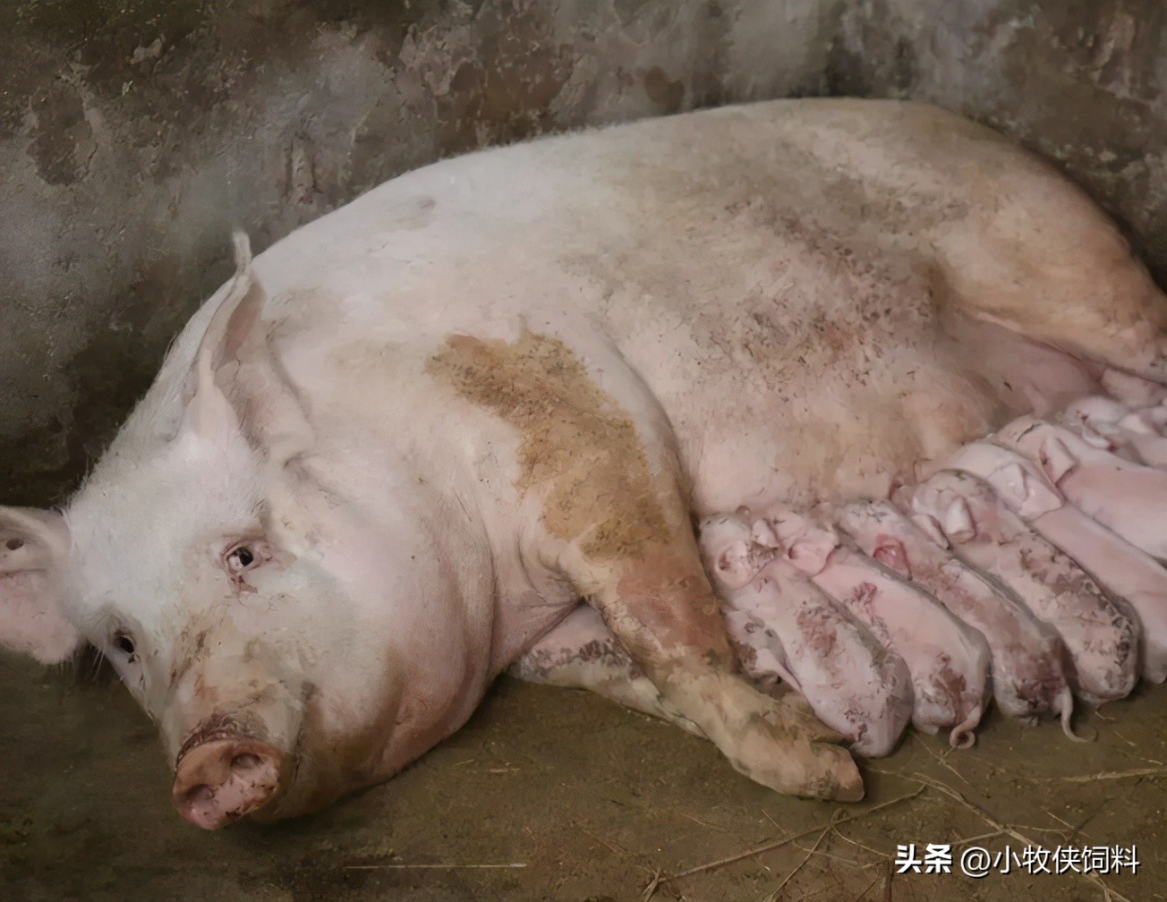 母猪产后消炎最新方法,母猪产后消炎最佳方法