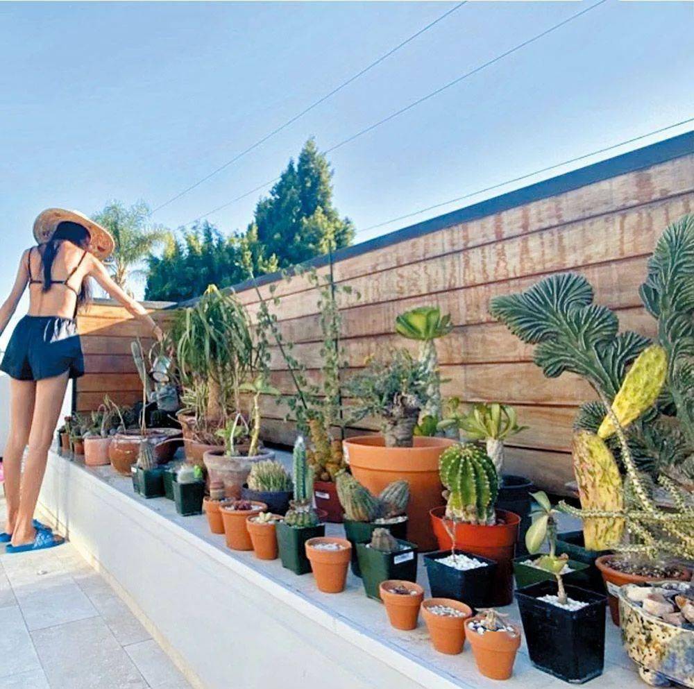 秦舒培为什么嫁陈冠希,二婚的秦舒培