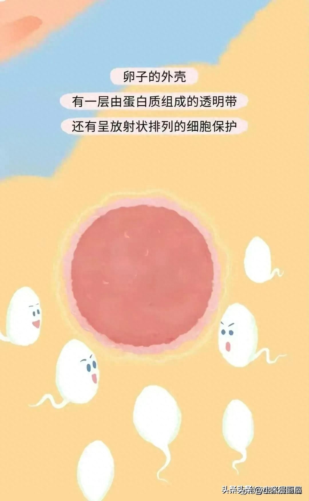 小蝌蚪找妈妈故事完整漫画,漫画中小蝌蚪是什么