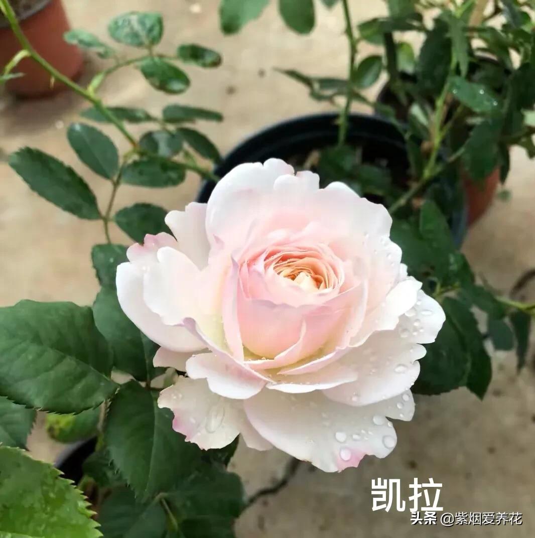 推荐一款漂亮的月季花,推荐好的月季品种