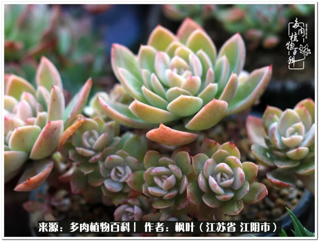 多肉植物的生长轨迹,多肉植物的养生方法