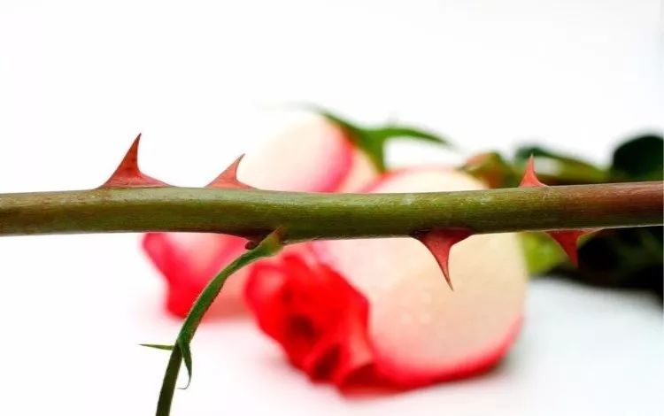 月季玫瑰蔷薇区别,蔷薇月季玫瑰之间的区别