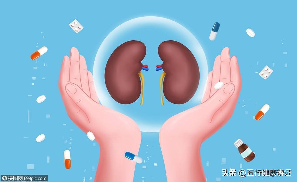 肺为肾之母中医解析,肺为五脏之阳脾为五脾之阴