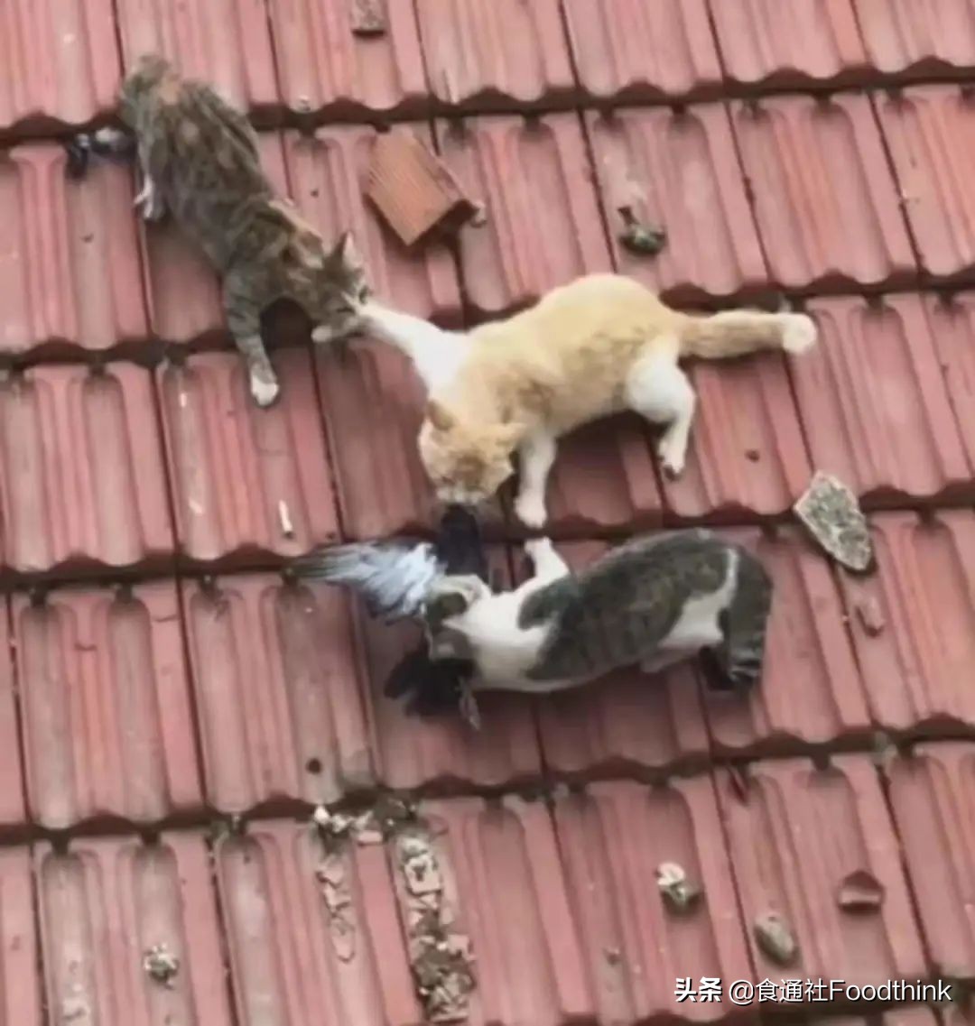 免于饥饿的N种方式｜一位浦东居民被禁足的28天