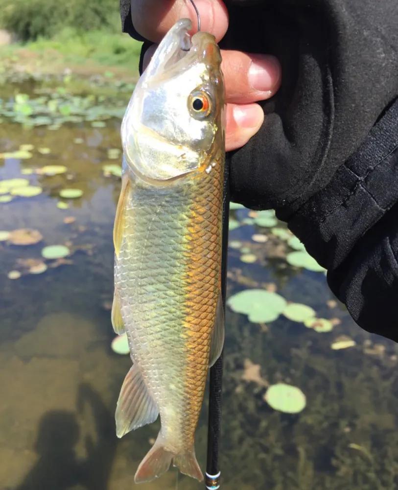 中国淡水鱼图谱大全集,中国各种淡水鱼的图片和名字