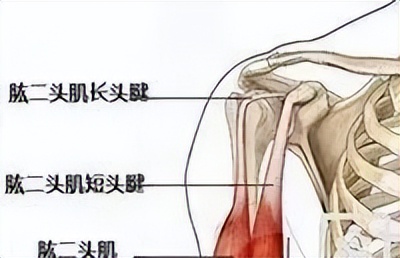 肩膀总是咔咔响？你的肩关节弹响，可能是这些原因